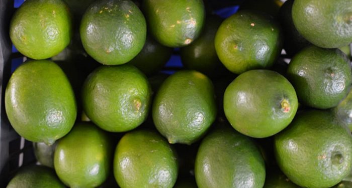 Investigación de Ingeniería en Alimentos IBERO Busca Frenar el Desperdicio de Limón