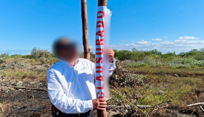 Clausura Profepa actividades ilegales de desmonte y lotificación en zona de manglares, en Chelem 