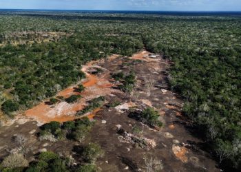 Profepa clausura predio en Kinchil, Yucatán por cambio ilegal de uso de suelo forestal