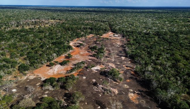 Profepa clausura predio en Kinchil, Yucatán por cambio ilegal de uso de suelo forestal
