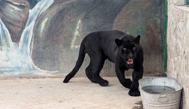 Traslada Profepa ejemplares de vida silvestre asegurados en cateo en Querétaro