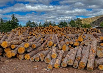 Semarnat impulsa difusión de la estadística forestal de México