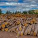 Semarnat impulsa difusión de la estadística forestal de México