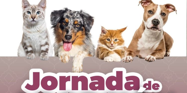 Gobierno de Pepe Chedraui invita a participar en las Jornadas de Adopción de Gatitos y Perritos