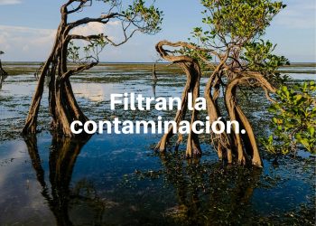 Los humedales pueden pasar desapercibidos, pero son esenciales para la vida