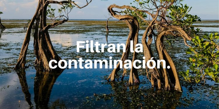 Los humedales pueden pasar desapercibidos, pero son esenciales para la vida