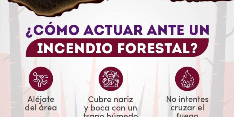 ¿Cómo actuar ante un incendio forestal?