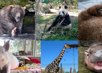 Xin Xin y otros animales icónicos