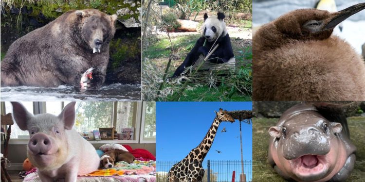 Xin Xin y otros animales icónicos