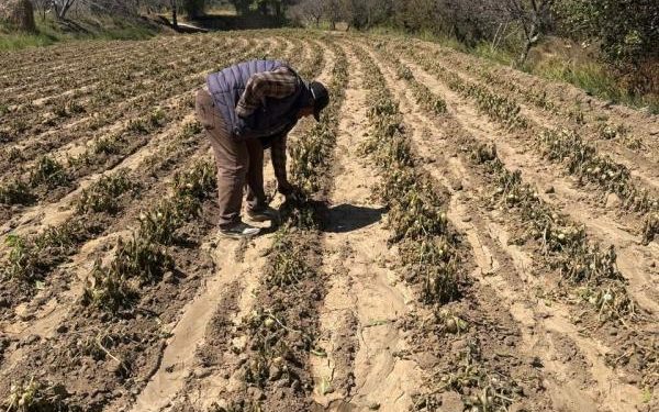 Gobierno de Puebla realiza atención inmediata ante afectaciones agrícolas por bajas temperaturas