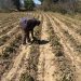 Gobierno de Puebla realiza atención inmediata ante afectaciones agrícolas por bajas temperaturas