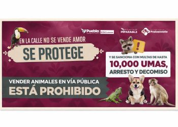 Se refuerzan acciones para regular venta de animales en vía pública por instrucciones de Pepe Chedraui