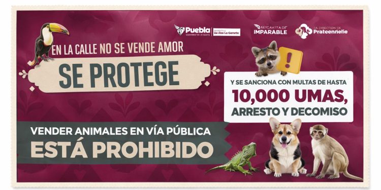 Se refuerzan acciones para regular venta de animales en vía pública por instrucciones de Pepe Chedraui