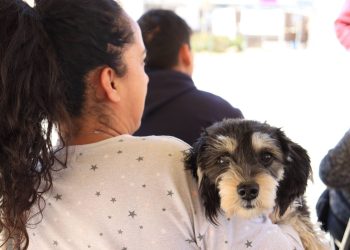 Impulsa Pepe Chedraui jornadas gratuitas de protección animal en distintas zonas de la capital