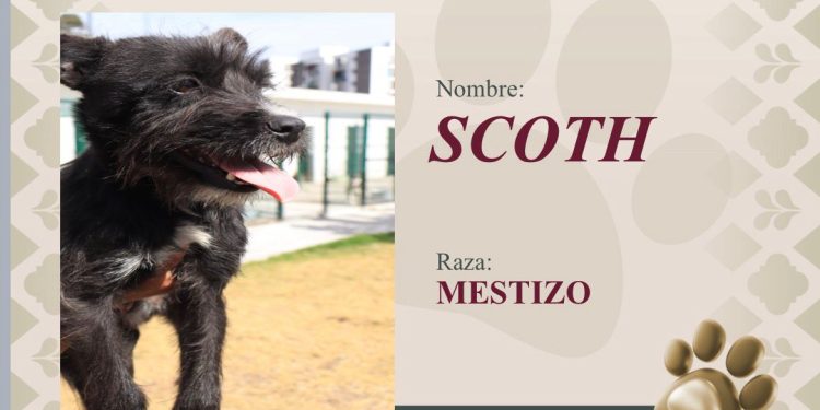 Impulsa Pepe Chedraui la adopción responsable de perritos