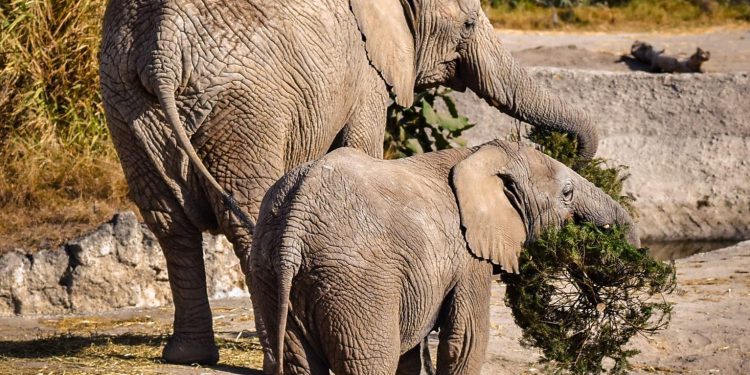 Concluye con éxito la campaña Verde Navidad, en coordinación con Africam Safari y el Gobierno de Pepe Chedraui