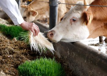 Altosano Granjas Carroll capacita para alimentar a pequeñas especies en el estiaje