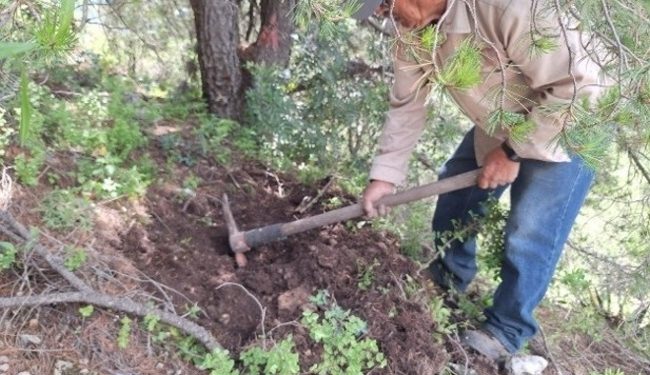 El Parque Nacional Cumbres de Monterrey restaura ecosistemas afectados por incendios forestales