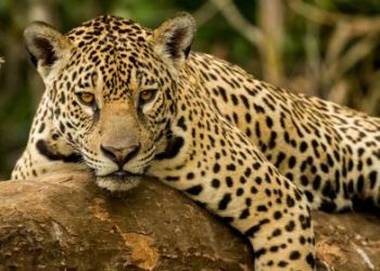 Suman esfuerzos para proteger y conservar la vida silvestre en Jalisco