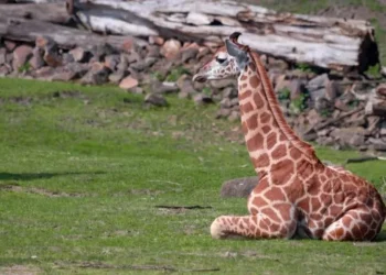 La jirafa que creció tras el rechazo de su mamá ya está en CDMX