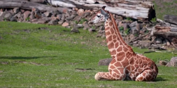 La jirafa que creció tras el rechazo de su mamá ya está en CDMX