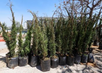 Árboles del bosque urbano generarán agua, oxígeno y albergarán vida