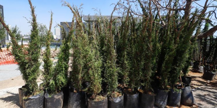 Árboles del bosque urbano generarán agua, oxígeno y albergarán vida