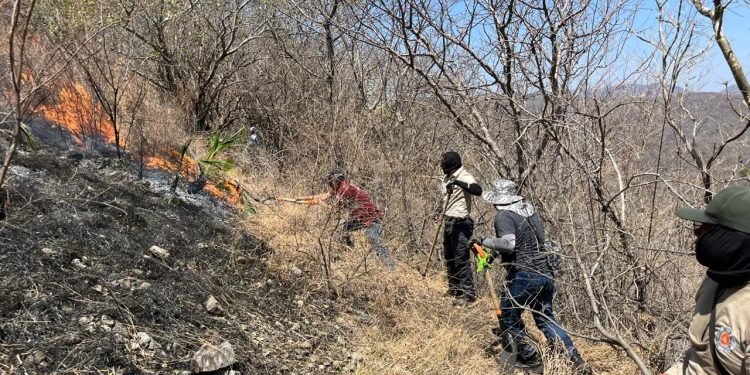Incendio forestal en Jolalpan fue controlado y liquidado al 100 por ciento: Protección Civil