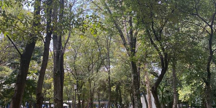 Preservar los parques ‘Juárez’ y Ecológico: un llamado ante el proyecto de cablebús en Puebla