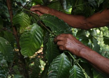 Gobierno de Puebla respalda a cafeticultores afectados en Zongozotla
