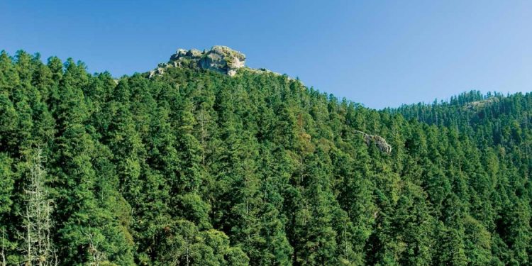 Día Internacional de los Bosques