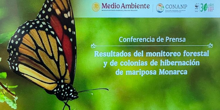 Presencia de la mariposa Monarca aumenta 64% en los bosques de hibernación mexicanos