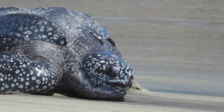 Conanp rescata y reintegra a un ejemplar de tortuga laúd en Playas de Oaxaca