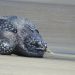Conanp rescata y reintegra a un ejemplar de tortuga laúd en Playas de Oaxaca