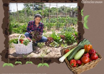 El huerto familiar, una tradición milenaria de los mexicanos