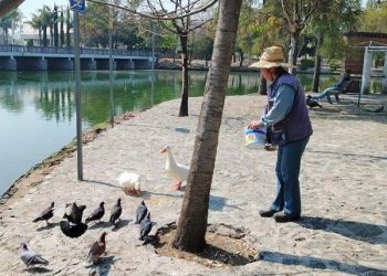 Patos y otras especies del Parque Ecológico gozan de buena salud: Bienestar Animal
