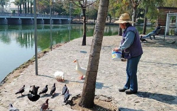 Patos y otras especies del Parque Ecológico gozan de buena salud: Bienestar Animal
