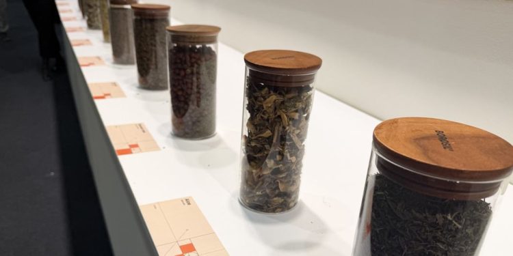 Por qué las plantas medicinales importan en el Día Mundial de la Vida Silvestre