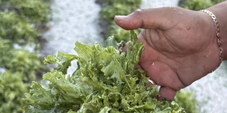 Gobierno de Puebla atiende emergencia por lluvias, sin riesgo para la población
