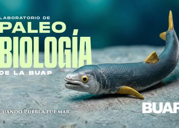 Laboratorio de Paleobiología de la BUAP, evidencia de vida del pasado