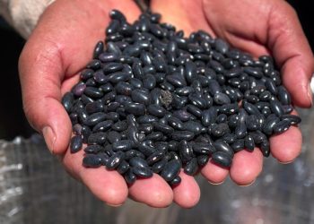 Inicia entrega de frijol negro para programas del Sistema Estatal DIF