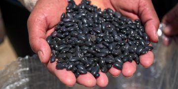 Inicia entrega de frijol negro para programas del Sistema Estatal DIF