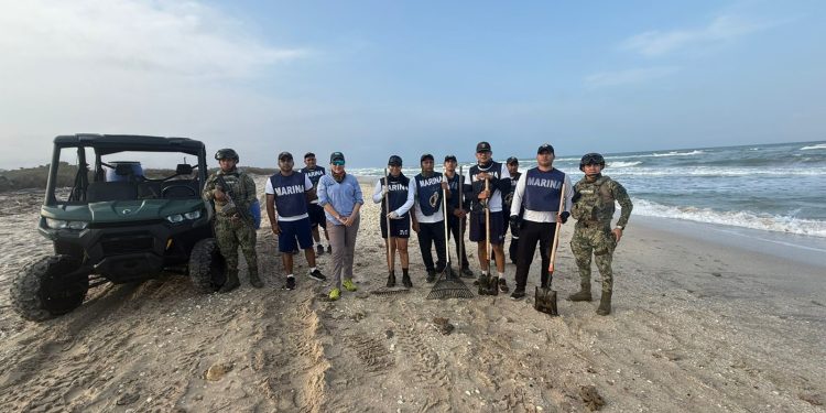 Protegen el arribo de tortugas en Tamaulipas durante la temporada de anidación