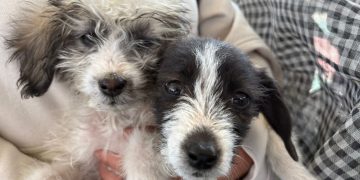 Impulsa Gobierno Municipal jornadas de bienestar animal en diversas colonias del municipio