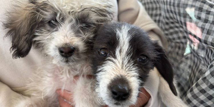 Impulsa Gobierno Municipal jornadas de bienestar animal en diversas colonias del municipio