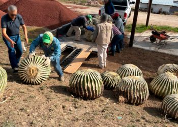 Profepa asegura 33 biznagas burras extraídas ilegalmente, en Hidalgo