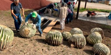 Profepa asegura 33 biznagas burras extraídas ilegalmente, en Hidalgo