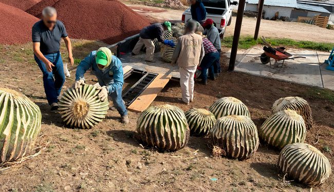 Profepa asegura 33 biznagas burras extraídas ilegalmente, en Hidalgo
