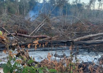 Clausura Profepa54 hectáreas en Campeche por actividades ilegales de cambio de uso de suelo