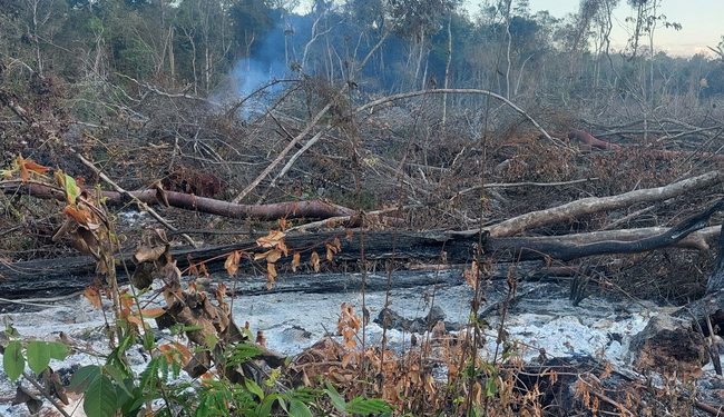 Clausura Profepa54 hectáreas en Campeche por actividades ilegales de cambio de uso de suelo